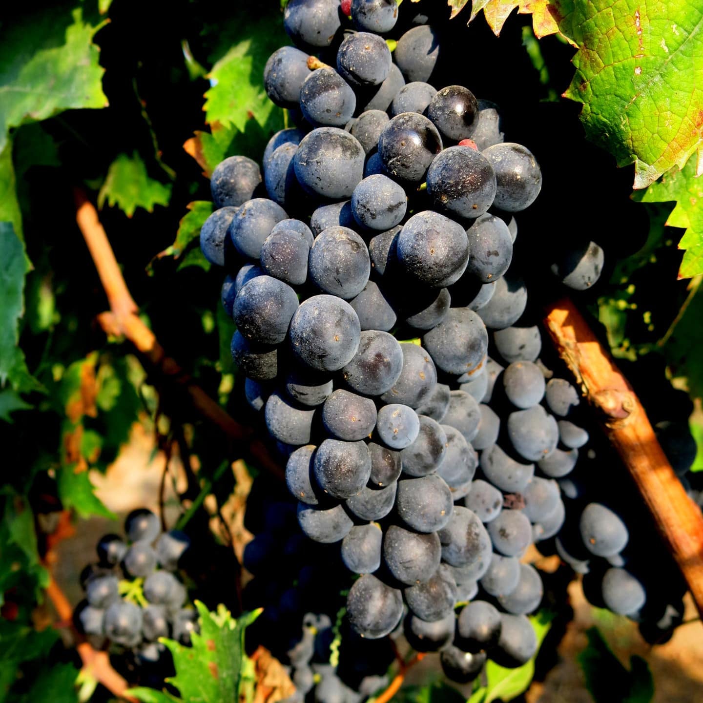 25 Barbatelle di uva nera da Vino, Piante innestate di I scelta, Piante certificate