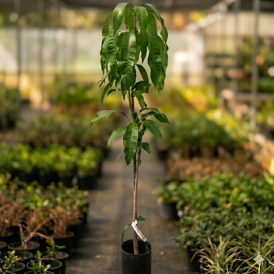Pianta di Mango Mangifera Indica, H140CM