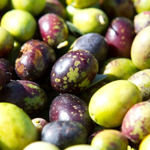 Pianta di ulivo, da olio o ornamentale