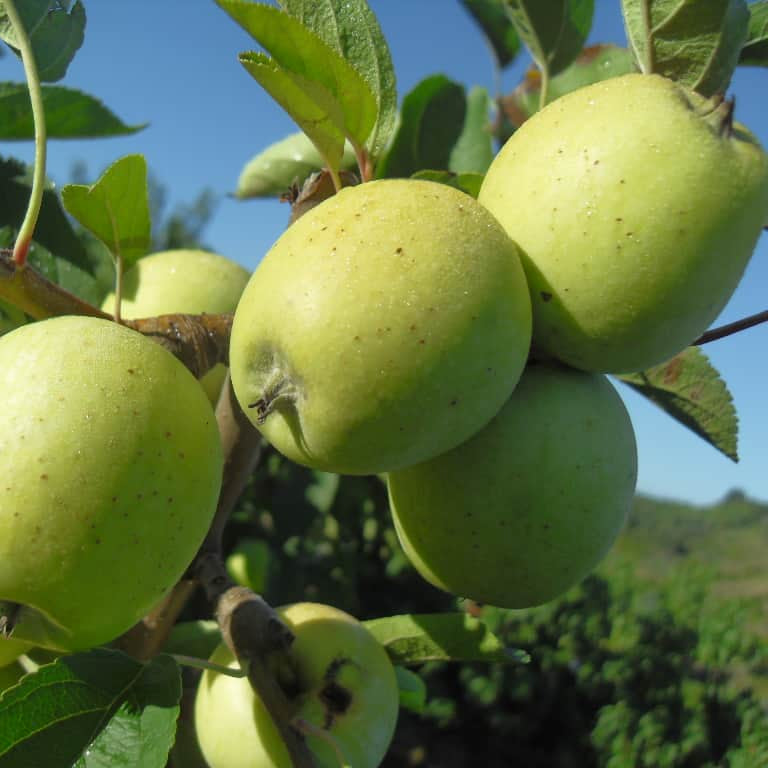 Albero di melo