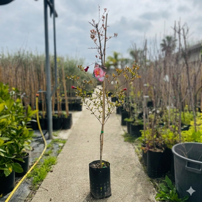 Albero di melograno