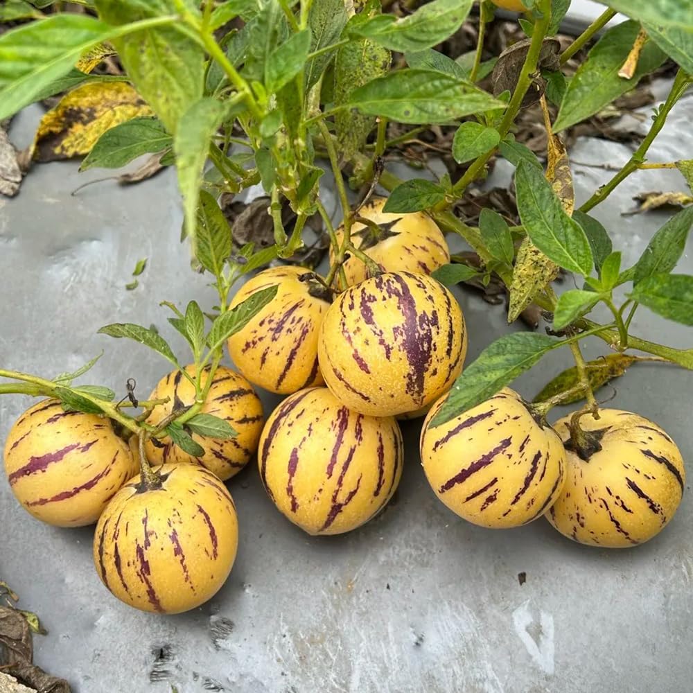 Pianta di Melone Pepino