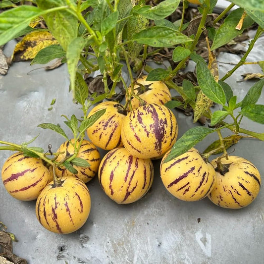 Pianta di Melone Pepino