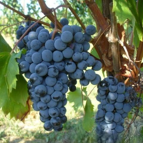 25 Barbatelle di uva nera da Vino, Piante innestate di I scelta, Piante certificate