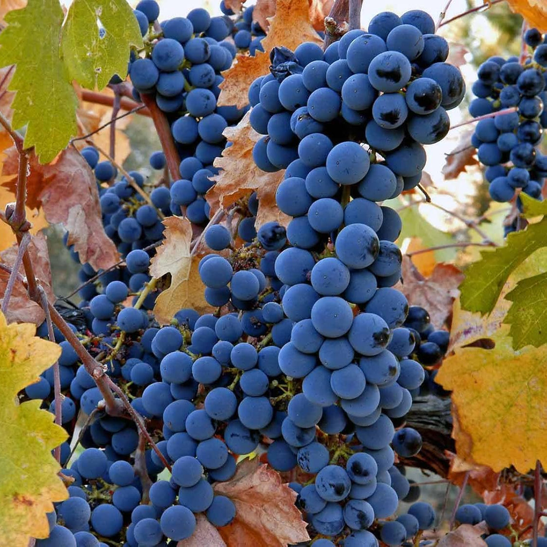 25 Barbatelle di uva nera da Vino, Piante innestate di I scelta, Piante certificate