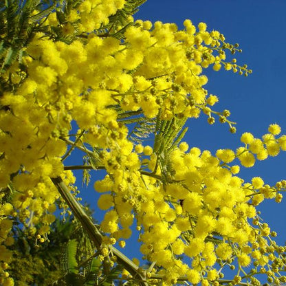 Albero di Mimosa