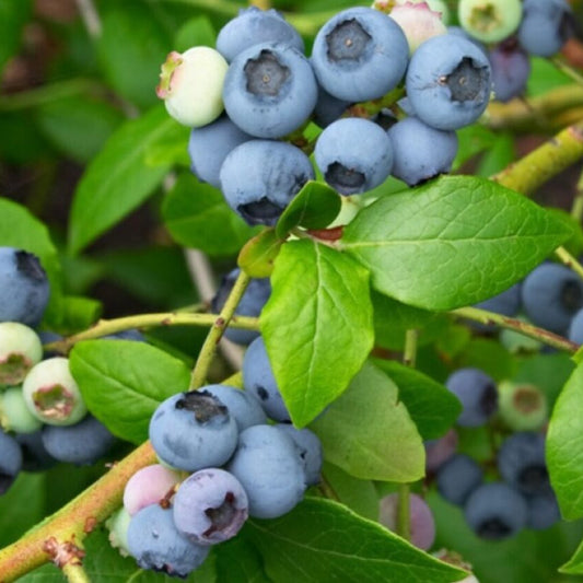 Pianta di Mirtillo Gigante Americano