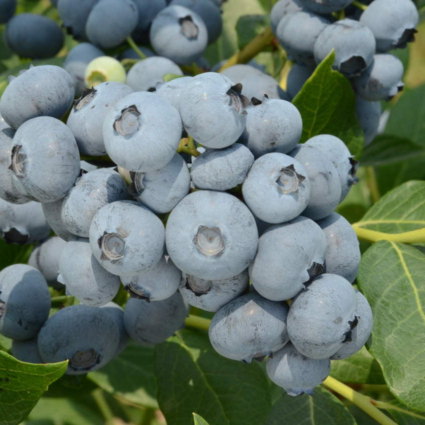 Pianta di Mirtillo Gigante Americano