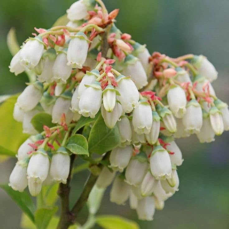 Pianta di Mirtillo Gigante Americano