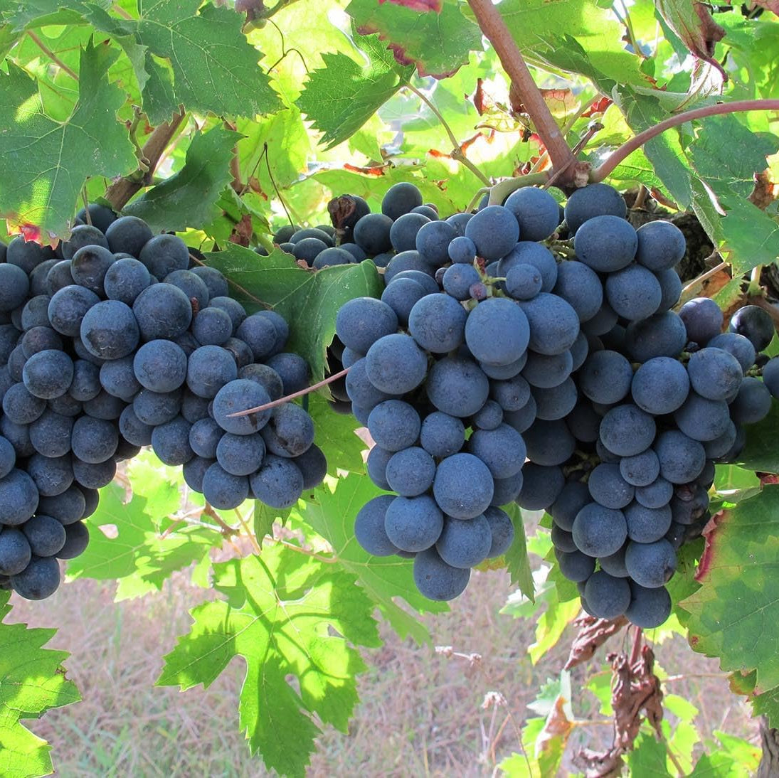 25 Barbatelle di uva nera da Vino, Piante innestate di I scelta, Piante certificate