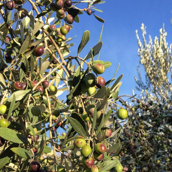 Pianta di ulivo, da olio o ornamentale