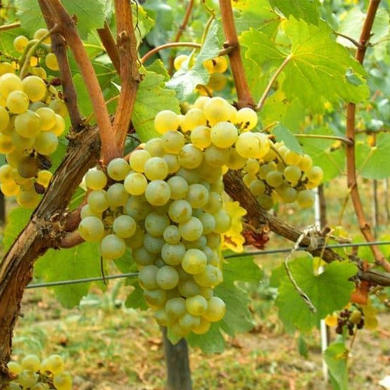 Barbatelle di uva da tavola, Piante di Vite a radice nuda di Prima scelta, Piante innestate.