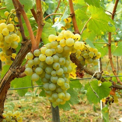 Barbatelle di uva da tavola, Piante di Vite a radice nuda di Prima scelta, Piante innestate.