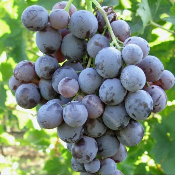 Barbatelle di uva da tavola, Piante di Vite a radice nuda di Prima scelta, Piante innestate.