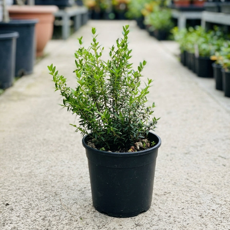 Pianta di Mirto Myrtus