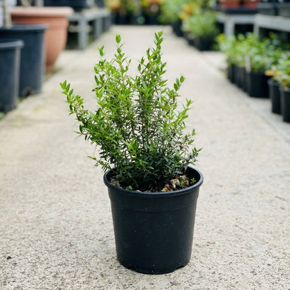 Pianta di Mirto Myrtus