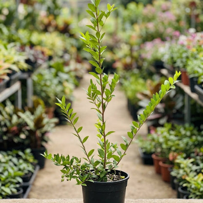 Pianta di Mirto Myrtus