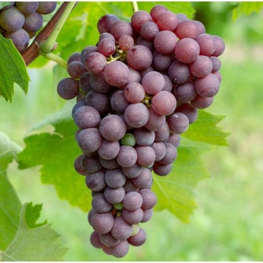 25 Barbatelle di uva nera da Vino, Piante innestate di I scelta, Piante certificate