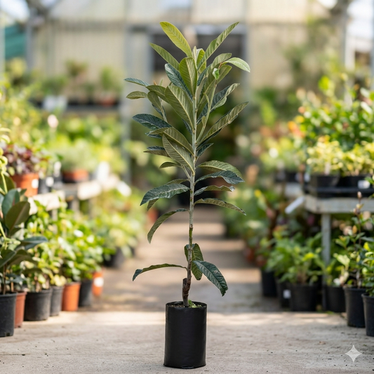 Pianta di Nespolo Gigante, Nespolo Giapponese, H130cm, Piante da Frutto innestate