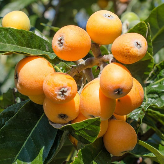 Pianta di Nespolo Gigante, Nespolo Giapponese, H130cm, Piante da Frutto innestate