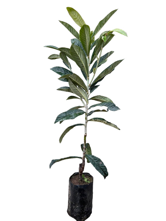 Pianta di Nespolo Gigante, Nespolo Giapponese, H130cm, Piante da Frutto innestate