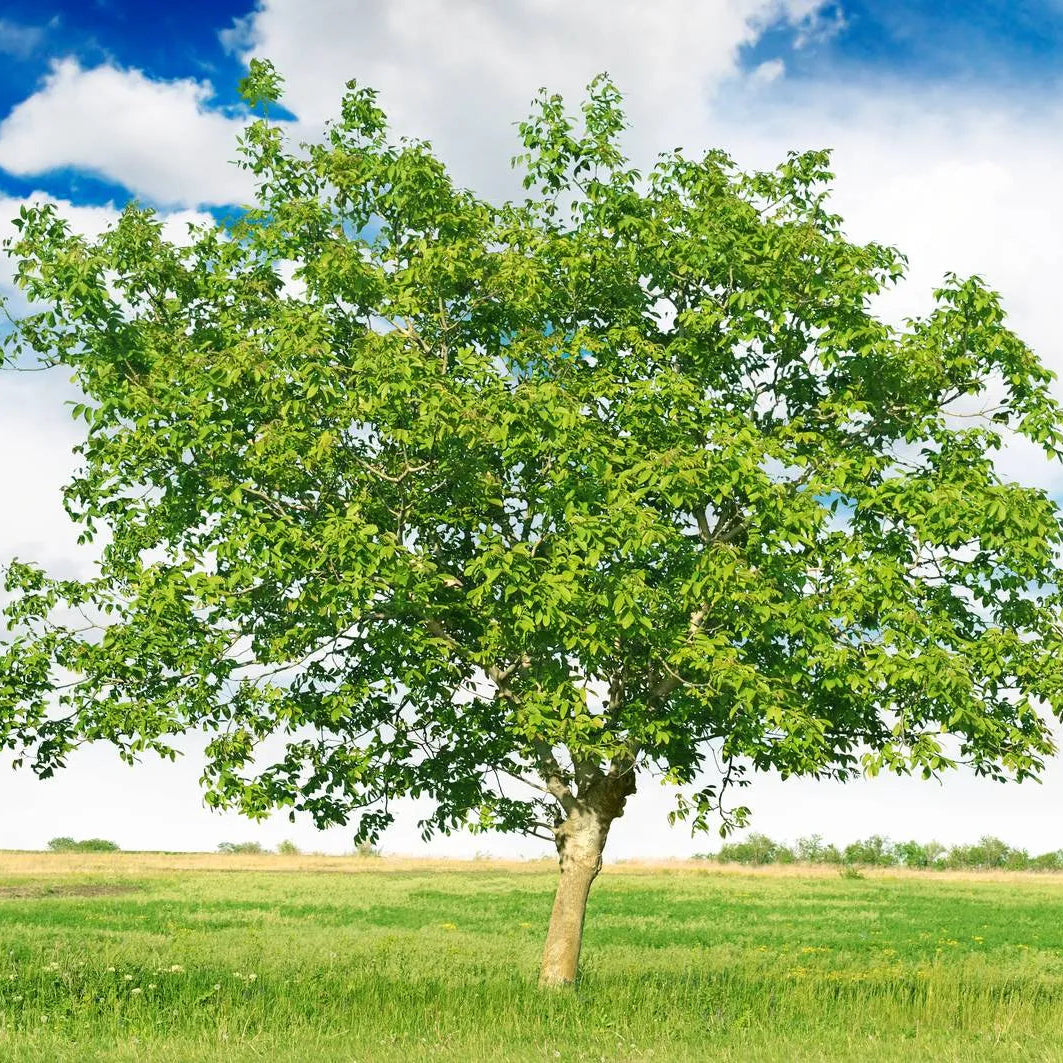 Albero Noce