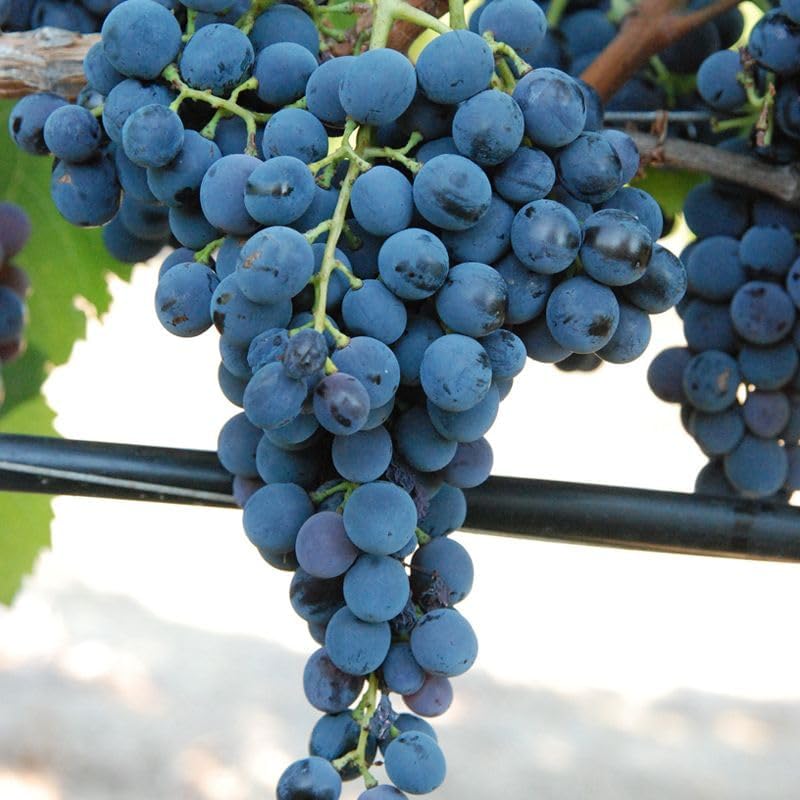 25 Barbatelle di uva nera da Vino, Piante innestate di I scelta, Piante certificate