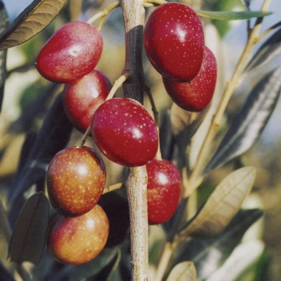 Pianta di ulivo, da olio o ornamentale