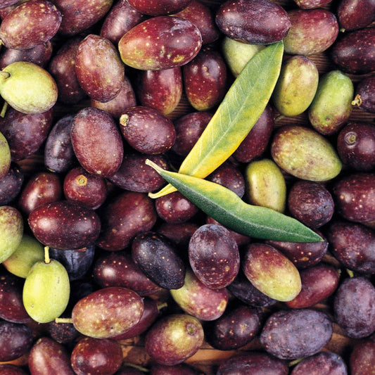 Pianta di ulivo, da olio o ornamentale