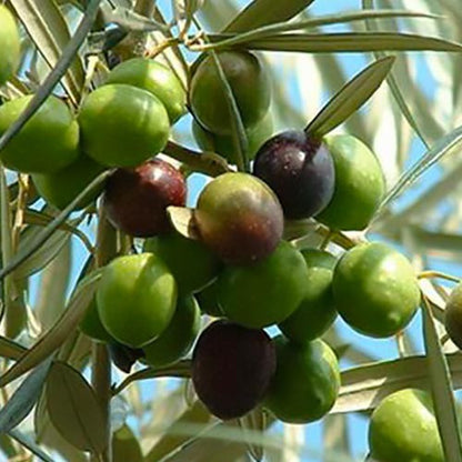 Pianta di ulivo, da olio o ornamentale