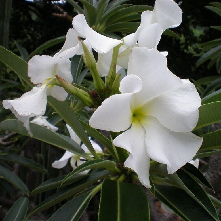 Pachypodium lamerei, Palma del Madagascar,