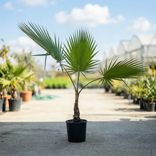 Palma Washingtonia Americana