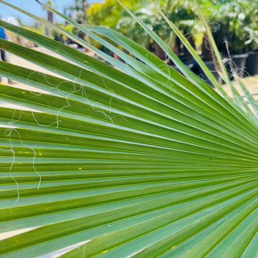 Palma Washingtonia Americana