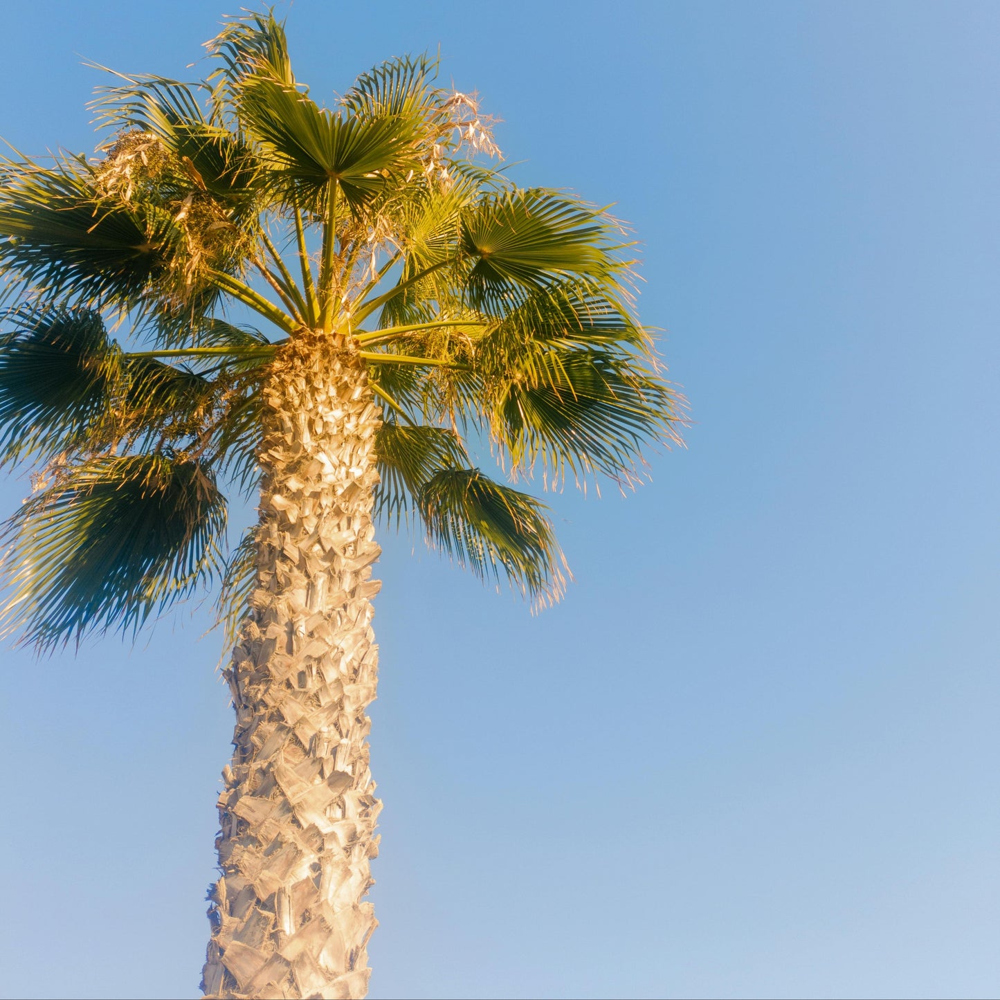 Palma Washingtonia Americana