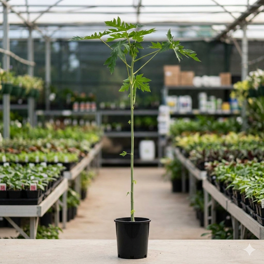 Pianta di Papaya Formosa, in vaso 17, H120CM