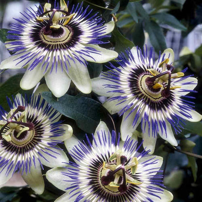 Pianta di Passiflora Caerulea