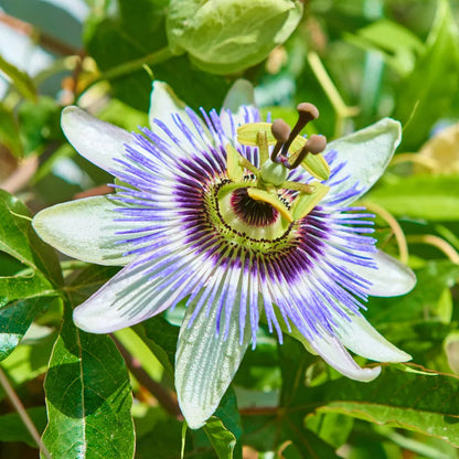 Pianta di Passiflora Caerulea