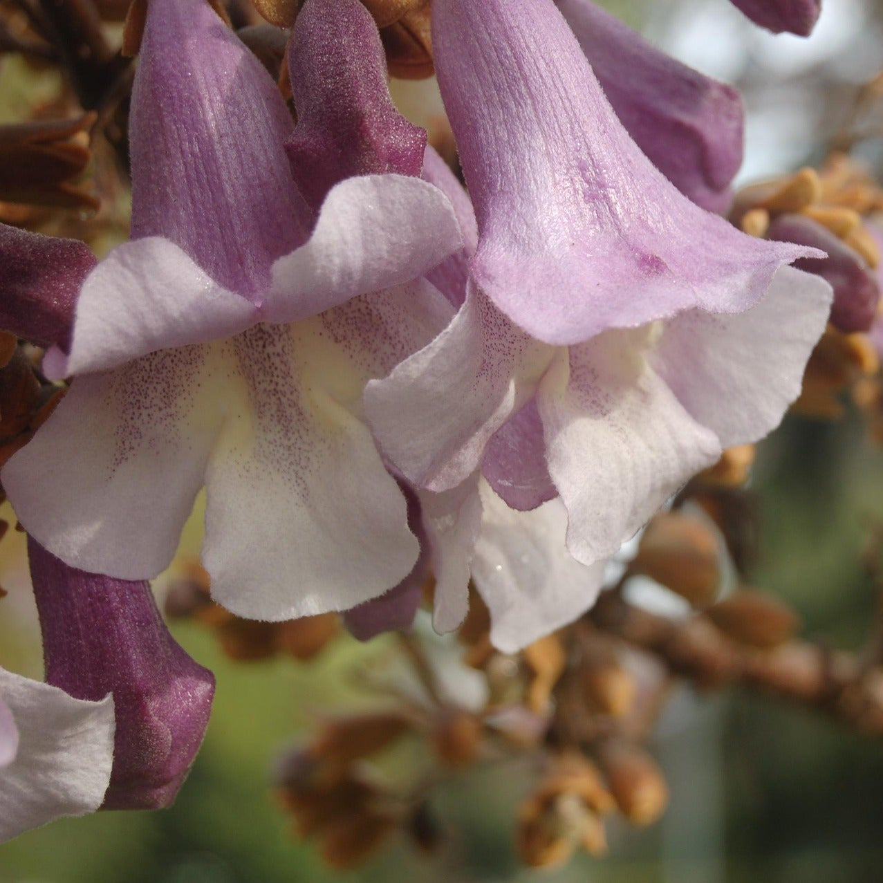 Paulownia Tomentosa