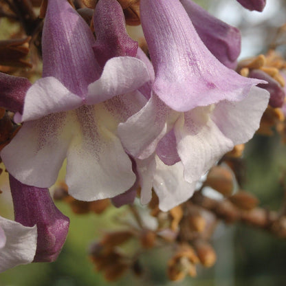 Paulownia Tomentosa