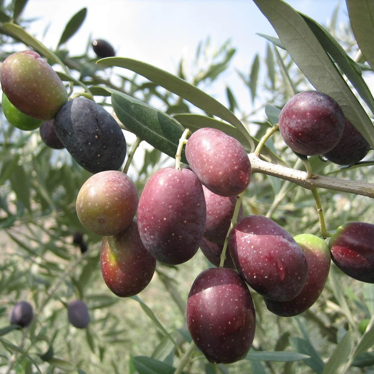 Pianta di ulivo, da olio o ornamentale