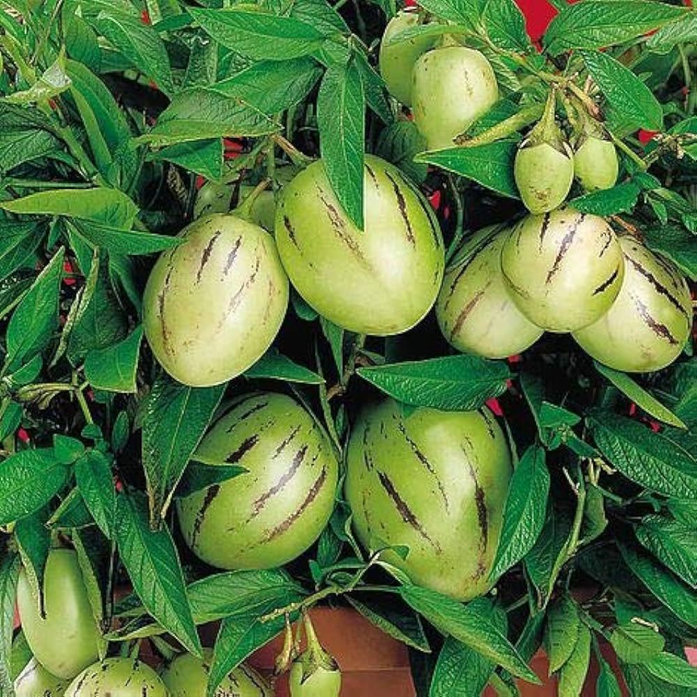 Pianta di Melone Pepino