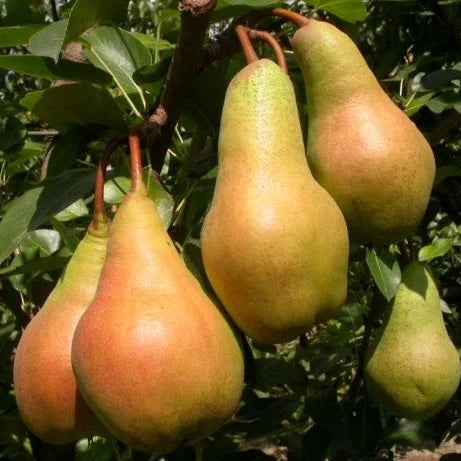 Albero di Pero