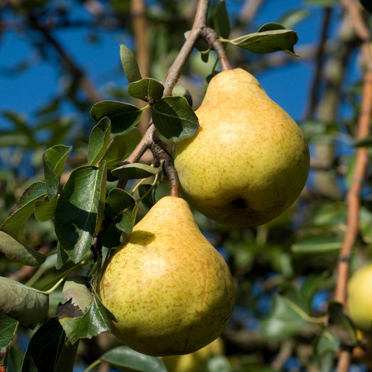 Albero di Pero