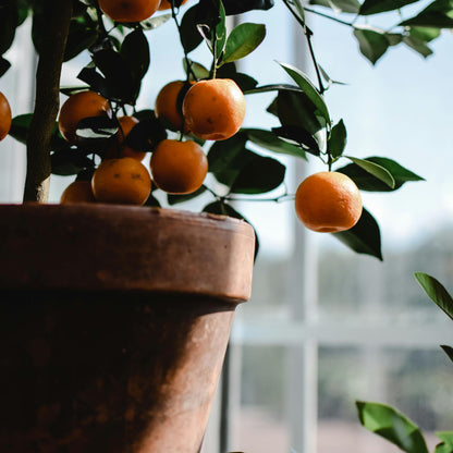 Piante di Arancio, Varietà in genere. H150cm, Piante di 2 Anni