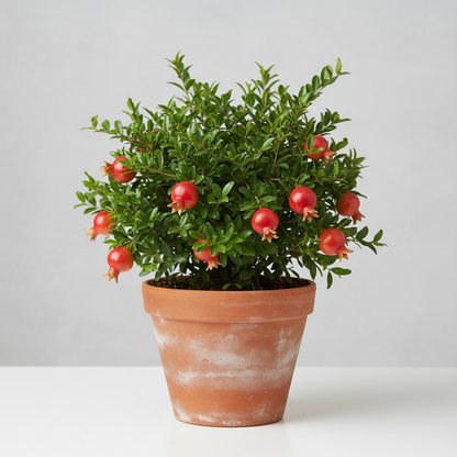 Pianta Melograno Nano