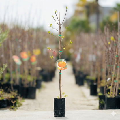 Albero di cachi (Kaki)