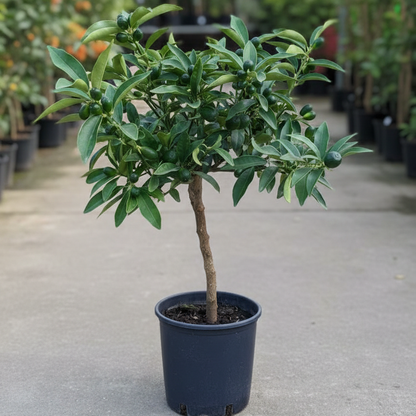 Pianta di Kumquat, mandarino cinese