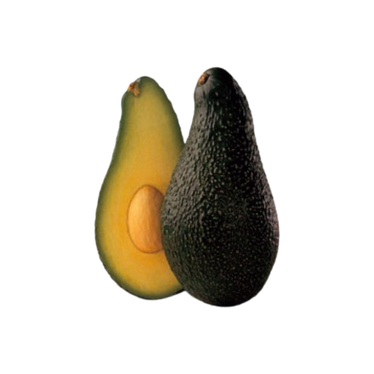 Pianta persea americana, piante di avocado innestato, H140cm