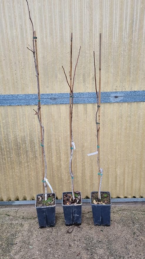 Set di 3 Piante di Pistacchio (1 maschio, 2 femmina) Pistacia Reale, Altezza piante 140cm