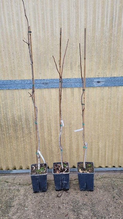 Set di 3 Piante di Pistacchio (1 maschio, 2 femmina) Pistacia Reale, Altezza piante 140cm